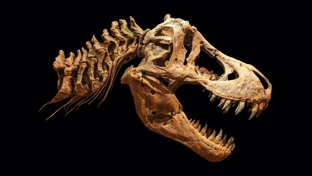 Tyrannosaurus rex skull